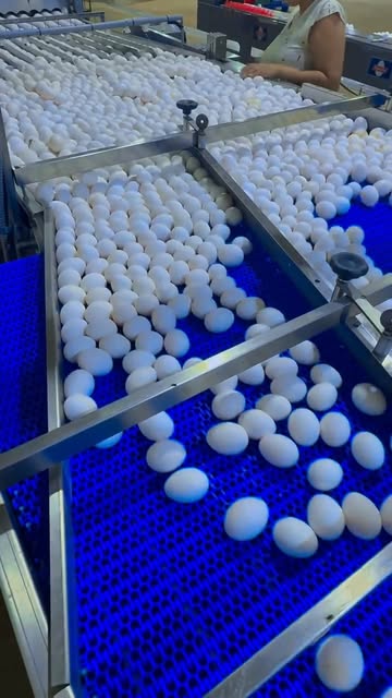 Linha de produção de ovos